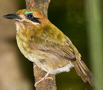 Tody Motmot