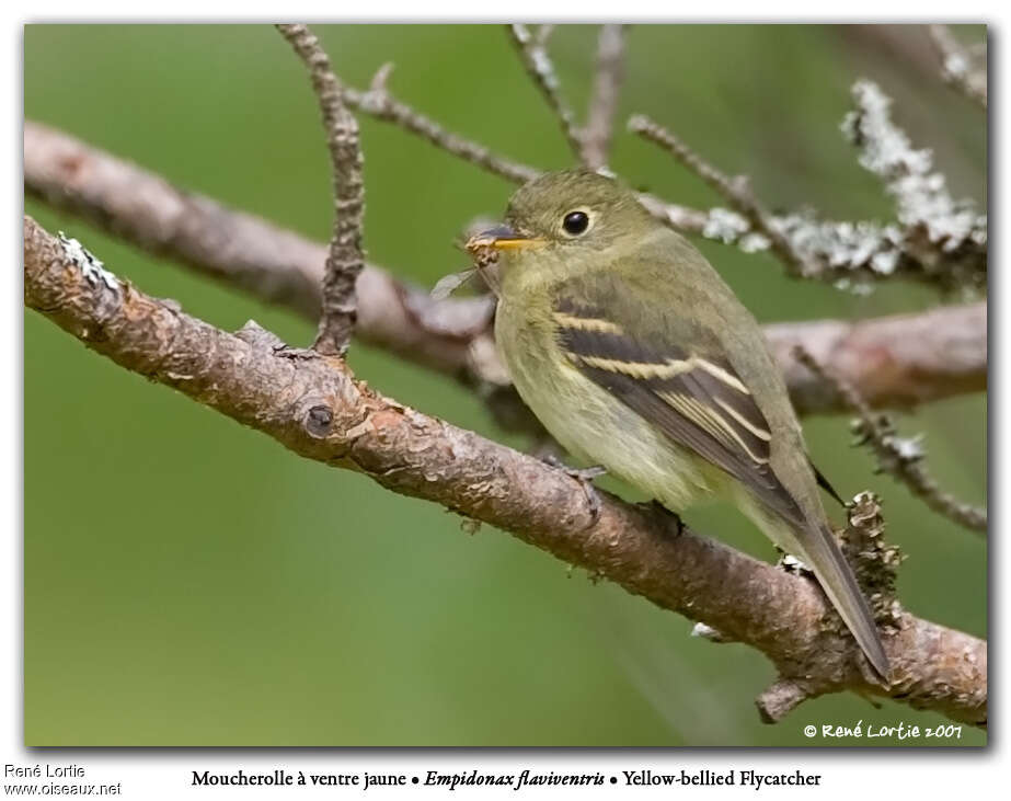 Yellow-bellied Flycatcher, pigmentation, feeding habits