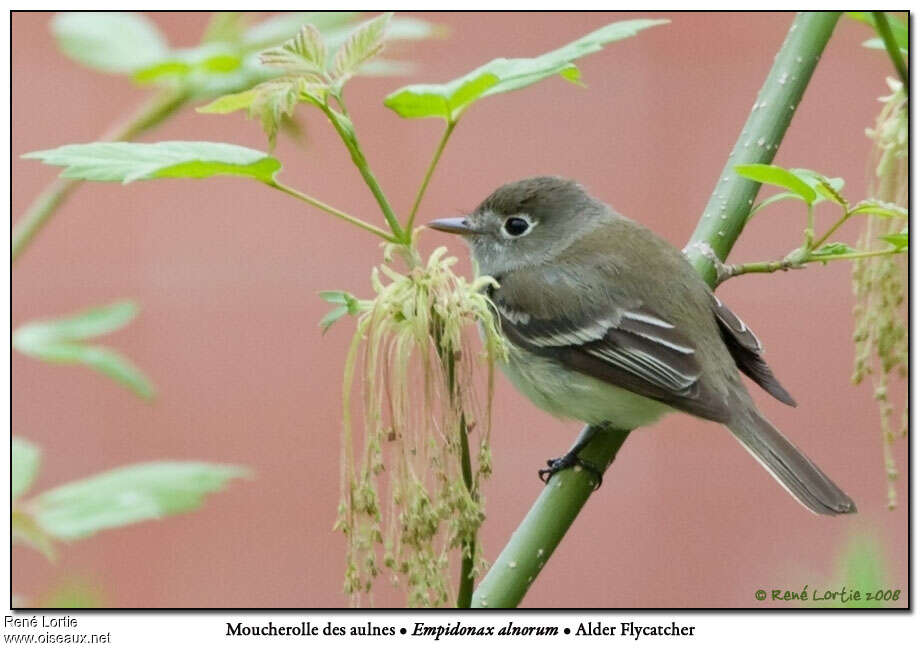 Alder Flycatcheradult, identification