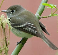 Alder Flycatcher