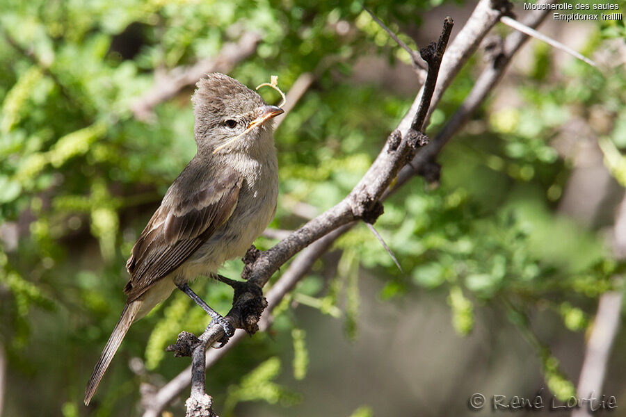 Willow Flycatcheradult, identification