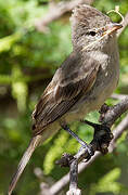 Willow Flycatcher