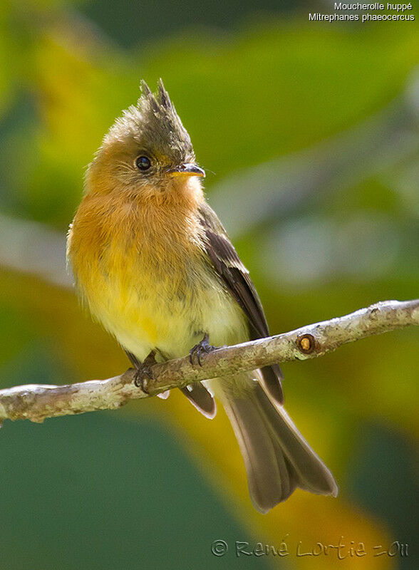 Northern Tufted Flycatcheradult, identification