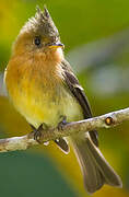 Northern Tufted Flycatcher