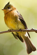 Northern Tufted Flycatcher