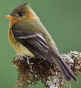 Northern Tufted Flycatcher