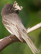 Black Phoebe