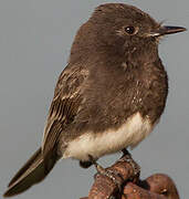 Black Phoebe