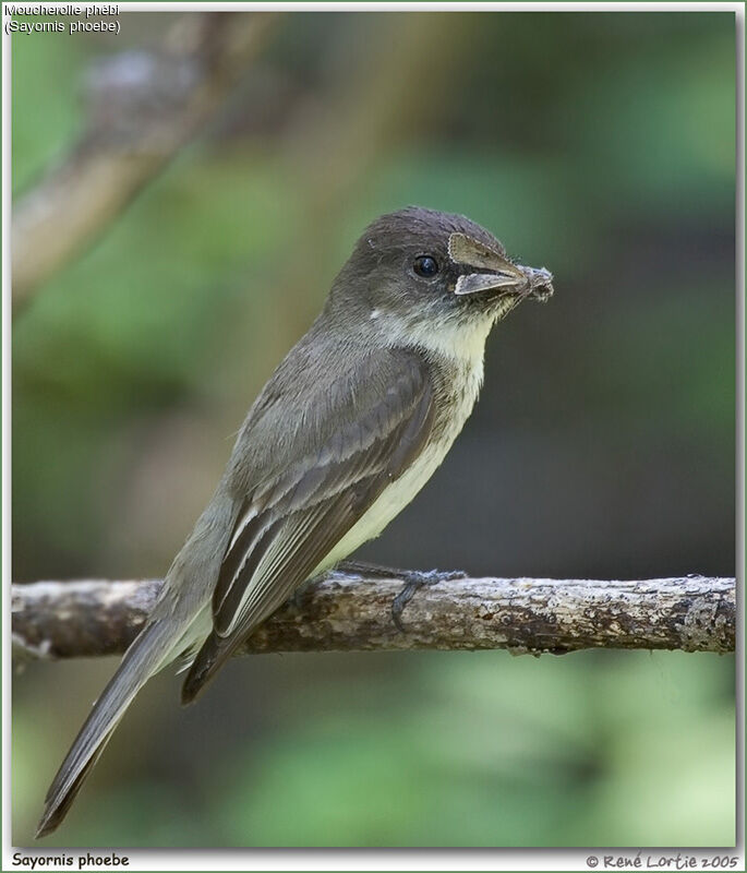 Eastern Phoebe