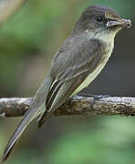 Eastern Phoebe