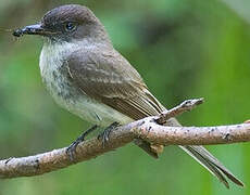 Eastern Phoebe