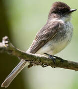 Eastern Phoebe