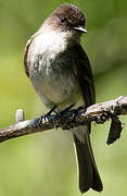 Eastern Phoebe