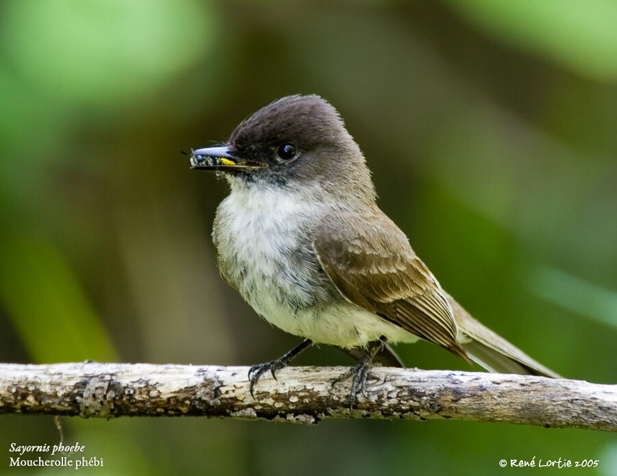 Eastern Phoebe