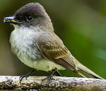 Eastern Phoebe