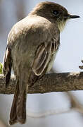 Eastern Phoebe