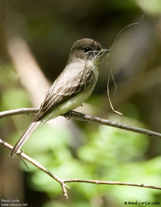 Moucherolle phébiadulte, Nidification