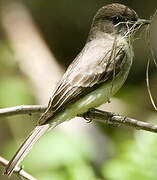 Eastern Phoebe