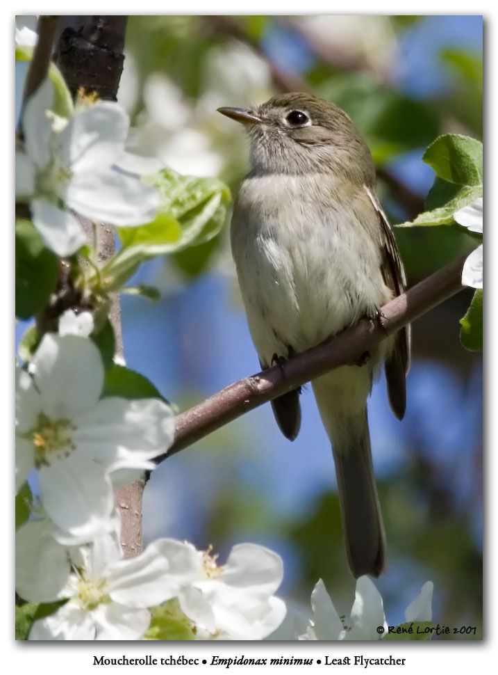 Least Flycatcher