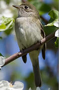 Least Flycatcher