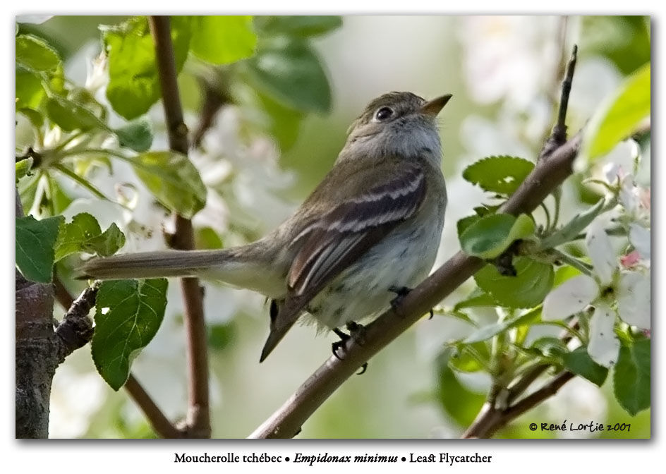 Least Flycatcher