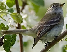 Least Flycatcher