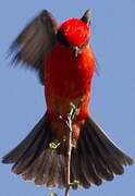 Vermilion Flycatcher