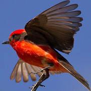 Vermilion Flycatcher