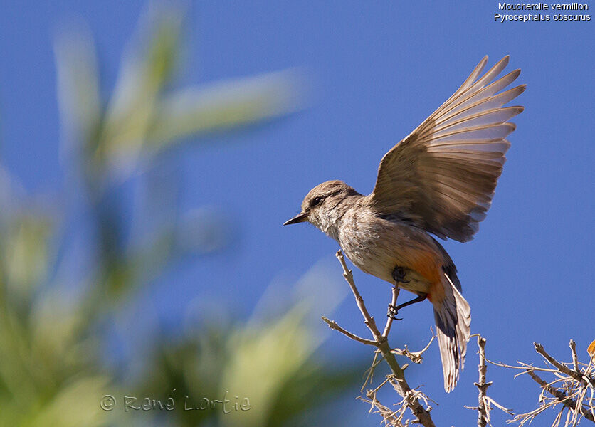 Vermilion Flycatcher female adult, identification