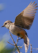 Vermilion Flycatcher