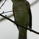 Moucherolle vert