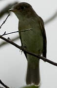 Acadian Flycatcher