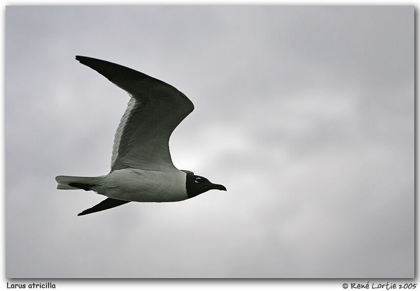 Mouette atricille