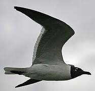 Laughing Gull