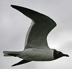 Mouette atricille