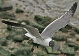 Mouette atricille