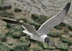 Mouette atricille