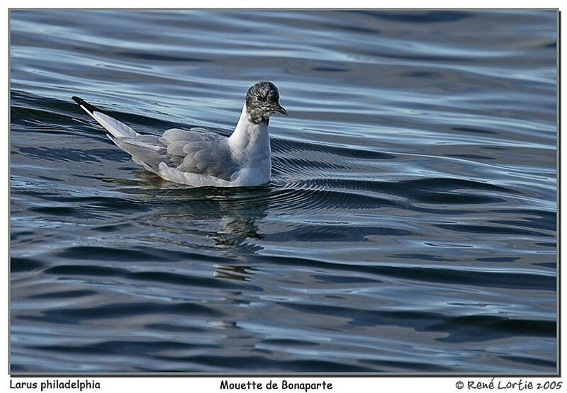 Mouette de Bonaparte