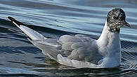 Mouette de Bonaparte