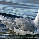 Mouette de Bonaparte