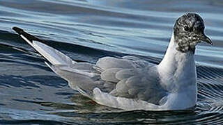 Bonaparte's Gull