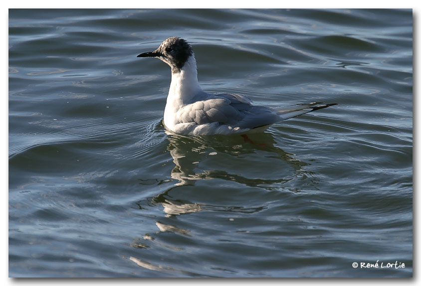 Mouette de Bonaparte