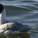 Mouette de Bonaparte