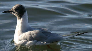 Bonaparte's Gull