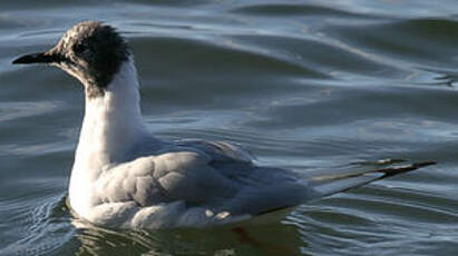 Mouette de Bonaparte