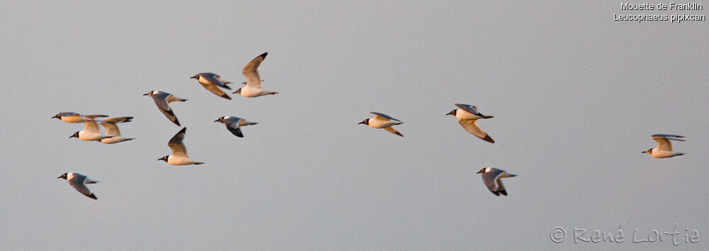 Franklin's Gulladult, Flight