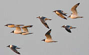 Mouette de Franklin