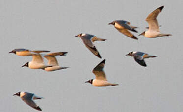 Mouette de Franklin