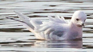 Mouette de Ross