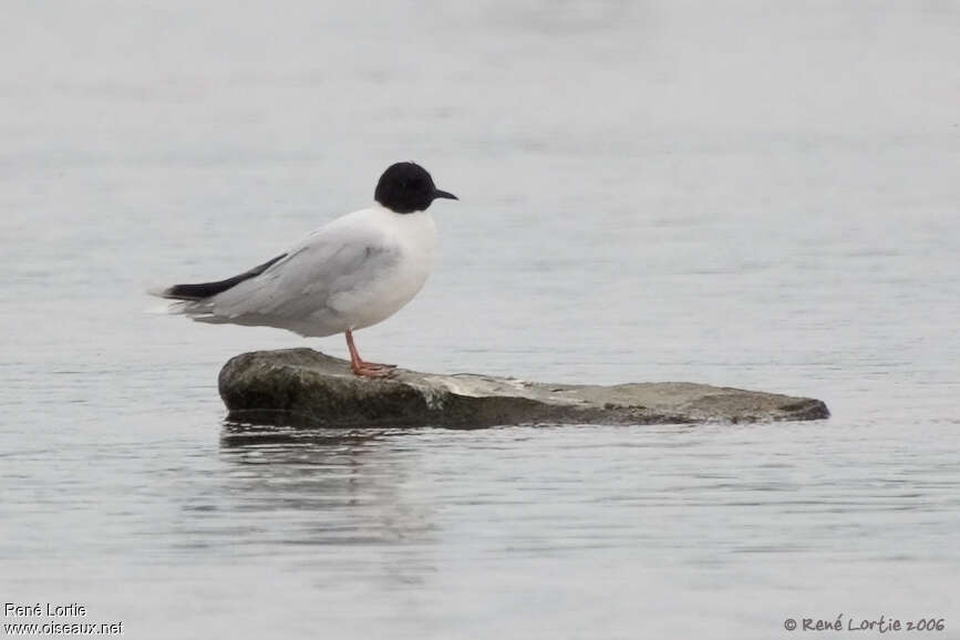 Mouette pygméeadulte nuptial, identification